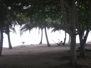 Strand und Palmen